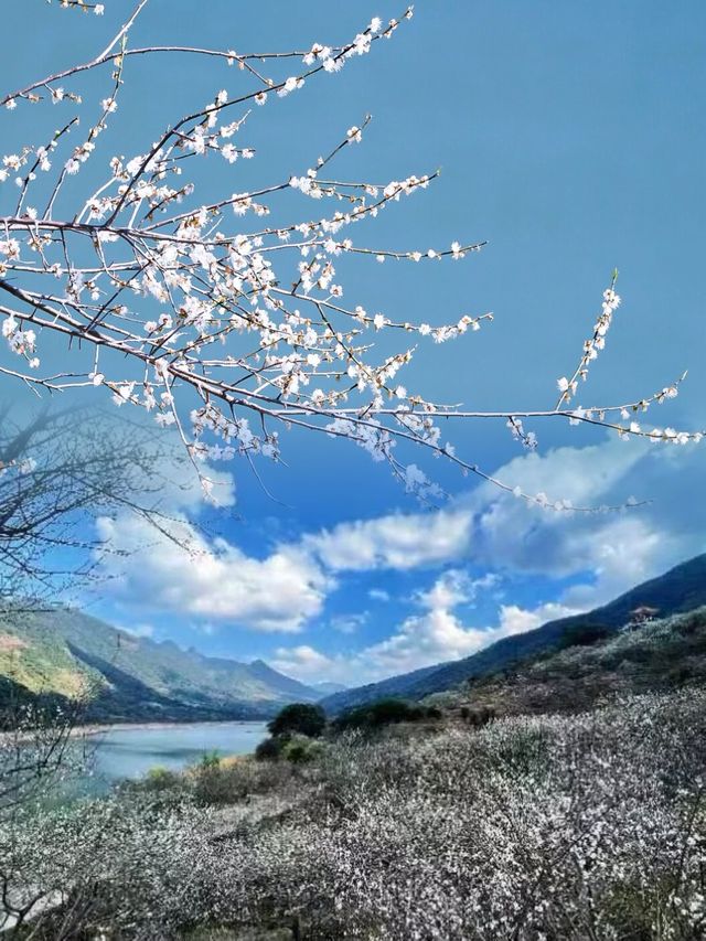 廣州的白色浪漫獨特“雪景” | 流溪香雪