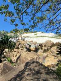 福建石岩植物園復活島的搬到國內了