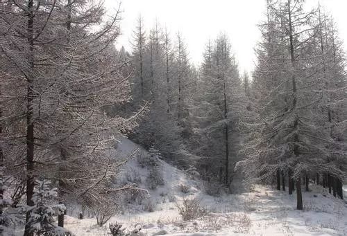 不望拉尕山頂雪，錯將舟曲當江南