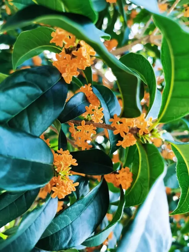 Visit the Osmanthus flowers in Guilin Park