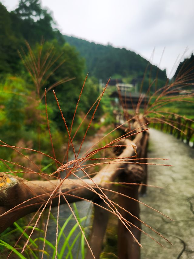 10月12日早上吃完了本地特色早餐就出發了，一路上漸漸有了秋天的顏色，還有一些晚稻金黃黃的，道路的兩