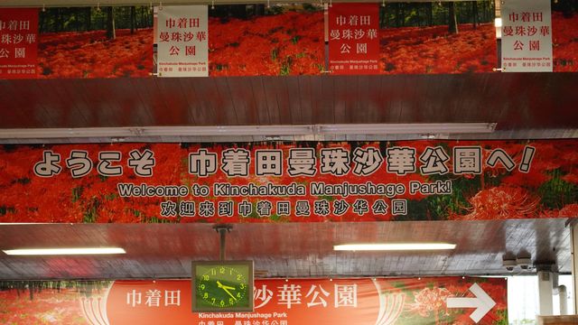 【就愛逛公園】巾著田彼岸花公園：500萬曼珠沙華驚艷絕美