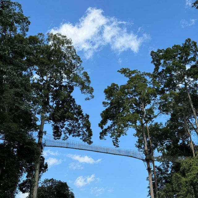 休閒遊，勐臘縣望天樹熱帶雨林國家公園