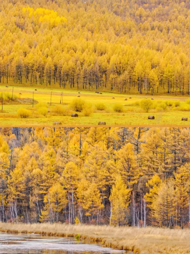 The Daxinganling in September and October can be described as the ceiling of autumn travel