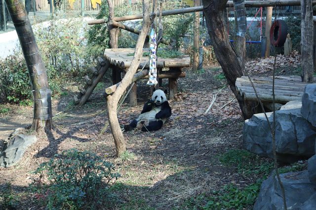 南京紅山動物園旅遊攻略