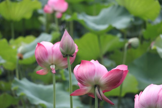 黃興公園荷花 黃興公園荷花
