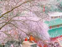 回家了，去看看故鄉梅州的梅花吧，一起去拍照打卡吧！