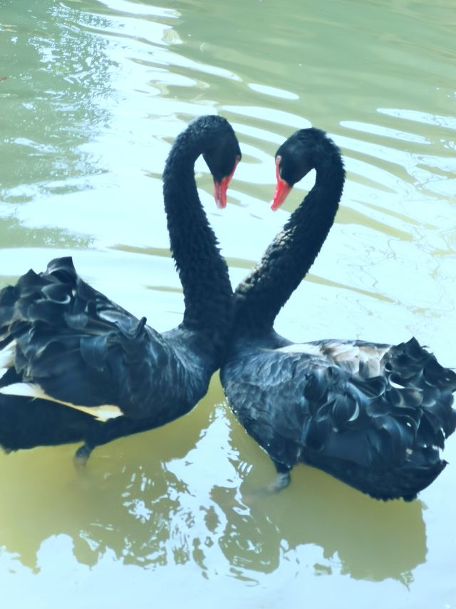 三小只遊太湖龍之夢樂園 三小只遊太湖龍之夢樂園