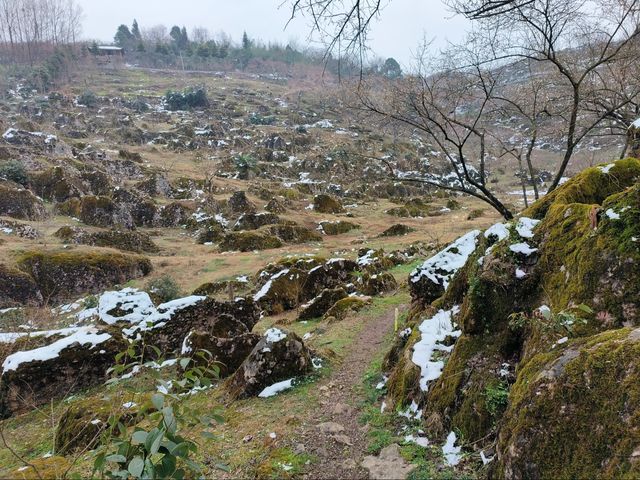 四川大邑鶴鳴山—春始萌發，梅花盛開