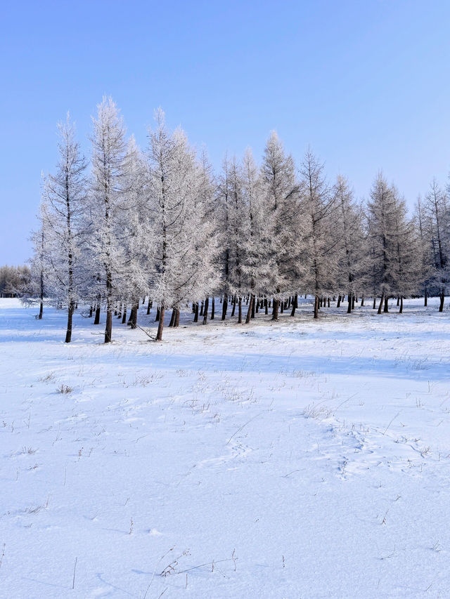 北國冰雪世界的美好時光 | 烏蘭布統大草原