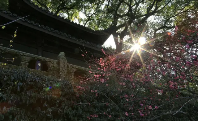 Visiting West Lake in the New Year, Su Causeway is crowded with people, and the plum blossoms on Solitary Hill are blooming