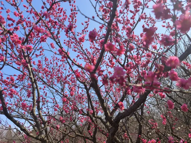 總要來趟南京看看梅花吧