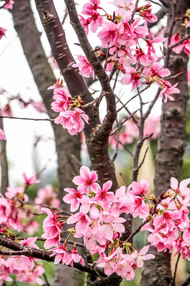 Taipei: Yangmingshan/Beitou Hot Springs, wait until the cherry blossoms are in full bloom