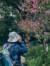 烏山風景區，賞花好去處