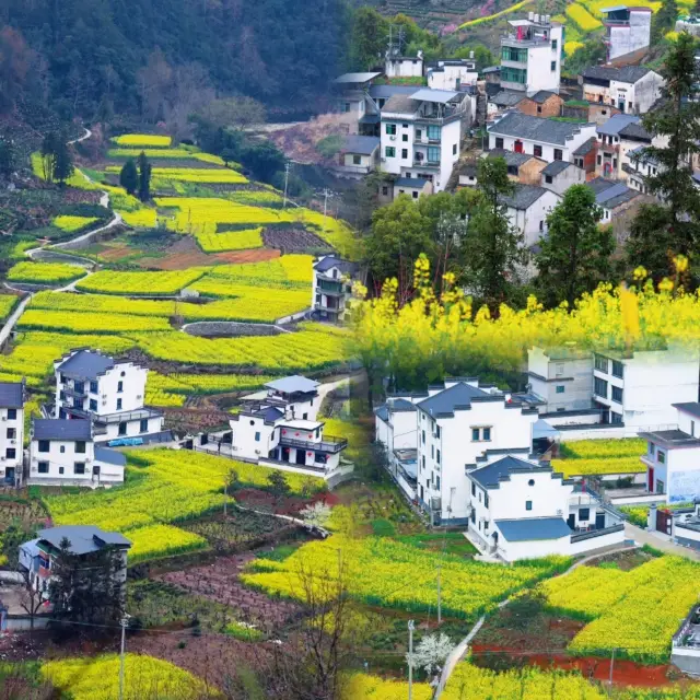 次に訪れる歙県は、花を楽しむには最高の場所で、今まで負けたことがありません〜