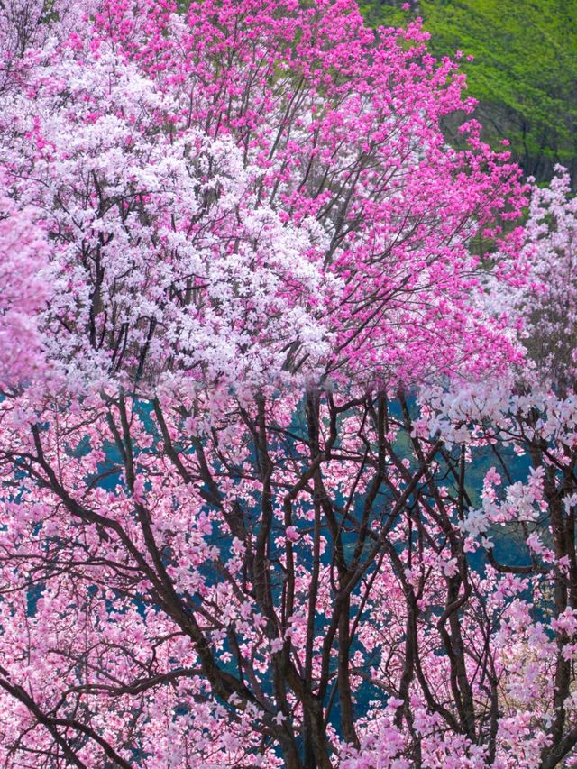成都周邊 九皇山的辛夷花開了，粉色仙境