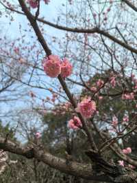 南京梅花山 賞花賞月賞結香