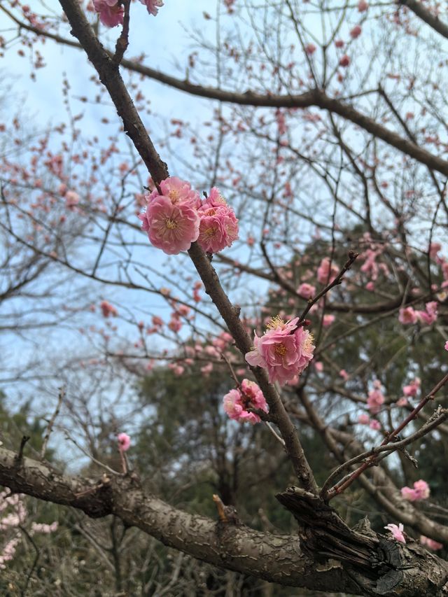 南京梅花山 賞花賞月賞結香