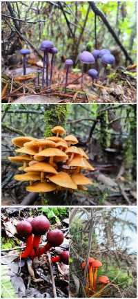 經木香坪反穿鷄足山，這是一條古老的朝聖之路
