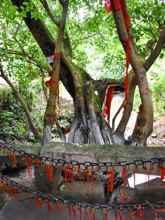 重慶偏岩古鎮丨黑水灘河消夏避暑，黃葛樹盤根錯節，雙槍老太婆