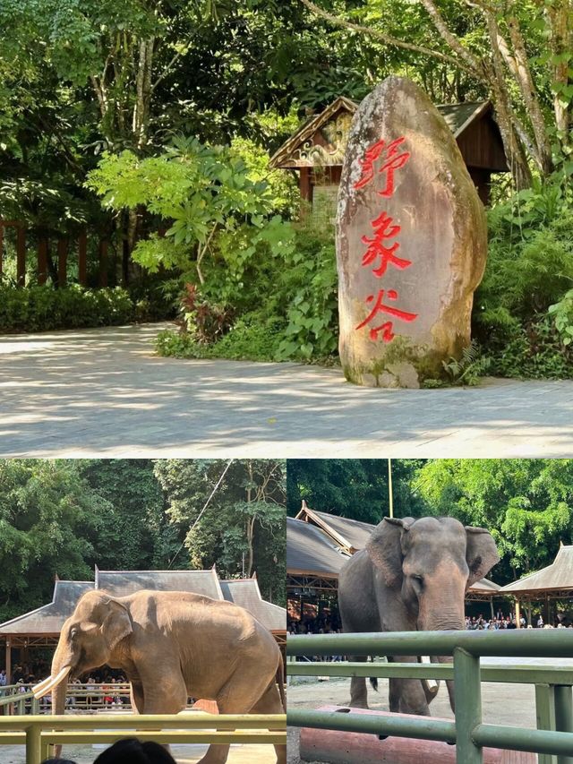 特種兵大學生兩天一夜遊玩西雙版納