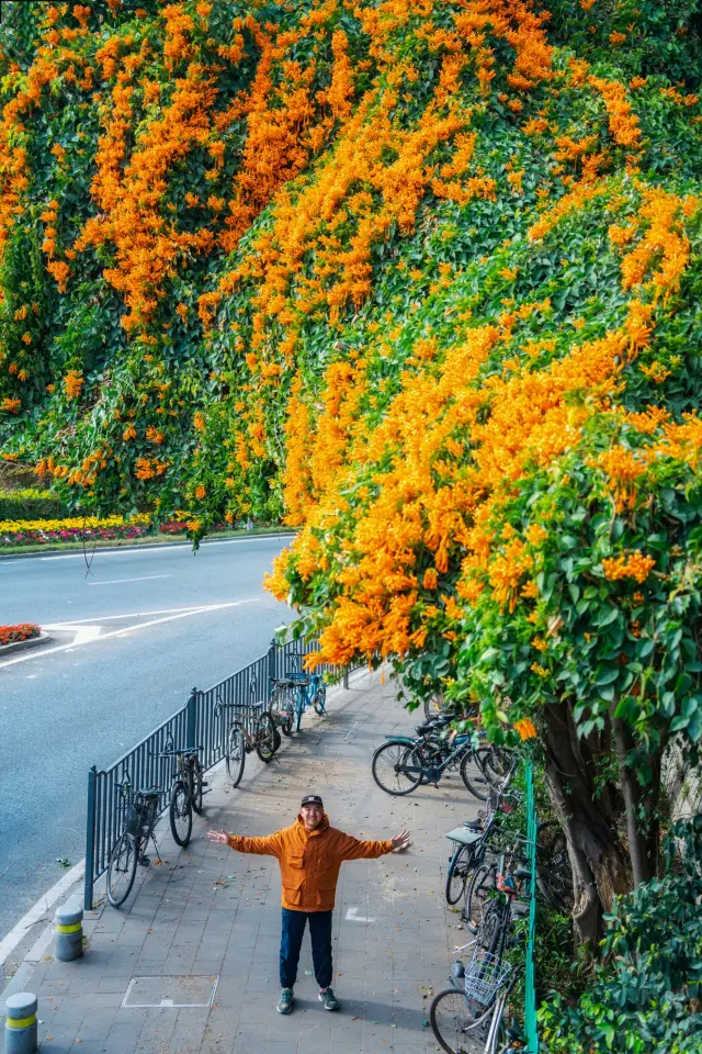 พบกับน้ำตกดอกไม้ที่โรแมนติกมากในเซี่ยมเหมิน