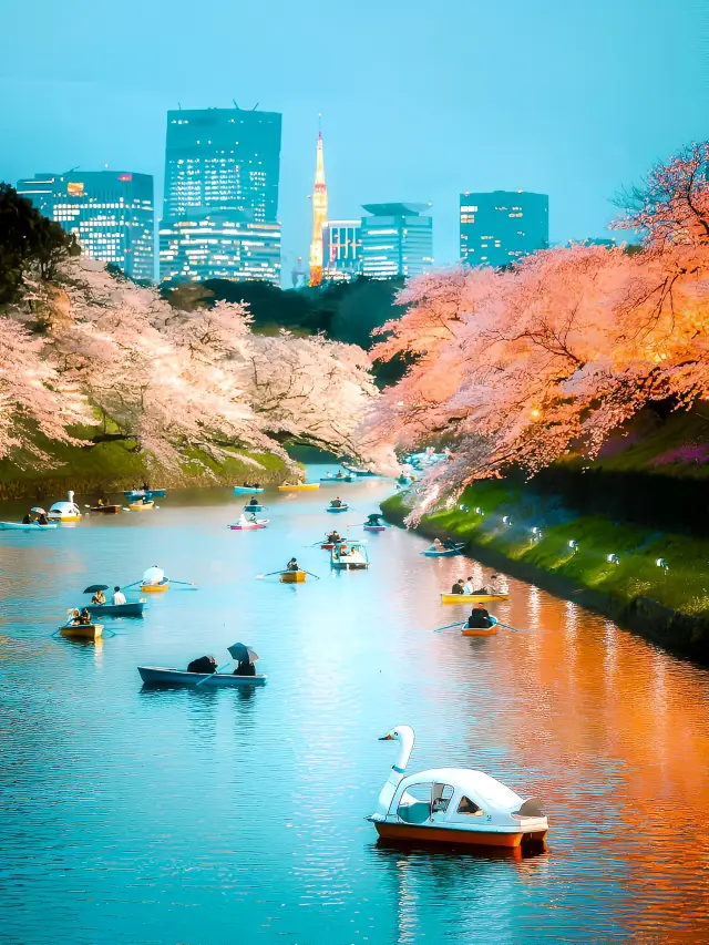 2024 Tokyo 8 Cherry Blossom Viewing Spots Recommendation Cherry Blossom Viewing Guide