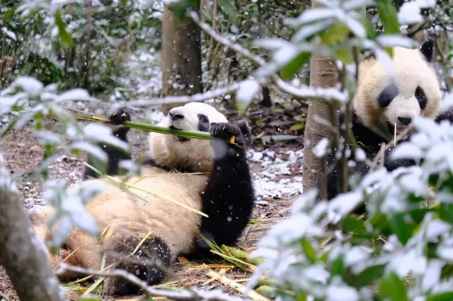 成都｜パンダと雪景色が偶然に出会い、パンダ研究基地都江堰支部