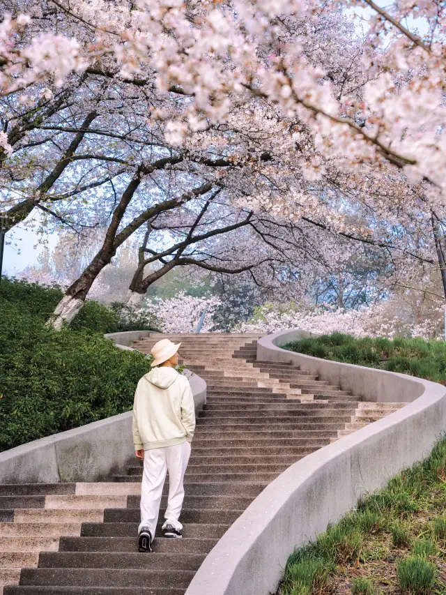 日本に行くことができなくても、杭州の桜はコストパフォーマンスが高いです