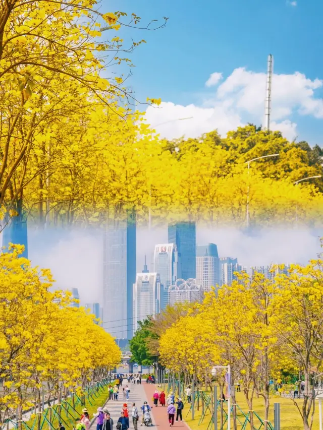 Direct Metro Access! Two Treasure Parks in Guangzhou, Golden Trumpet Trees in Full Bloom Waiting for You to Capture