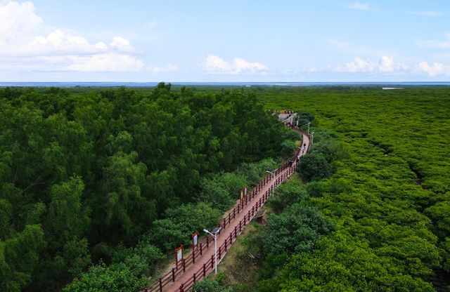 廉江高橋紅樹林保護區—我國最大的紅樹林自然保護區