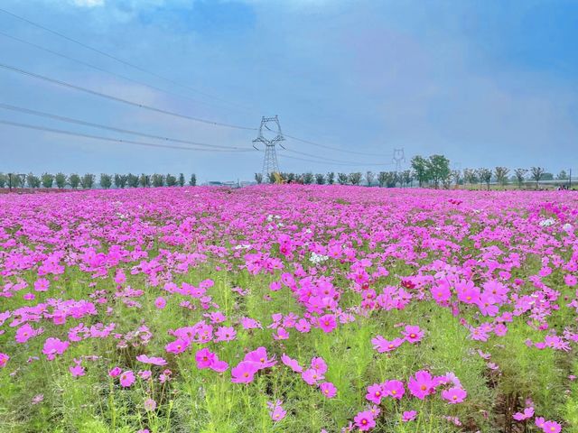 粉黛亂子草|秋日限定的粉色浪漫以草之名比花更美