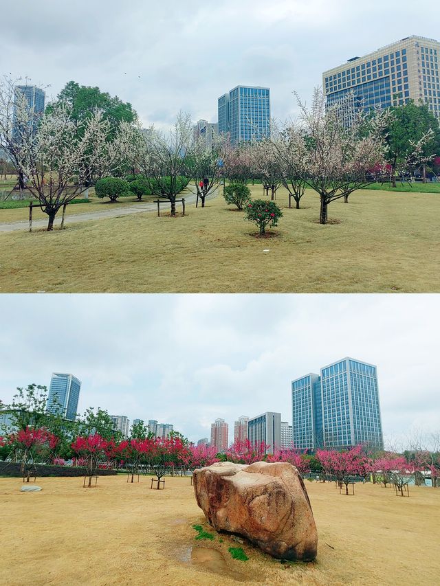 義烏梅湖體育中心，梅花枝上春如海