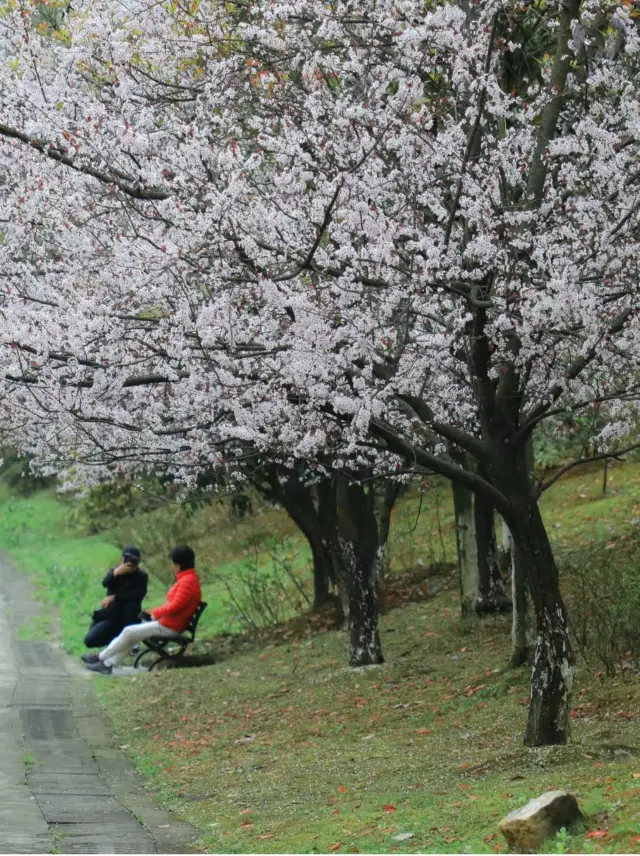 Guiyang Flower Pursuit | A hidden gem with few people and beautiful scenery