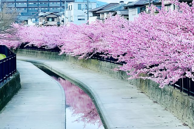 趕緊來京都一起賞櫻花