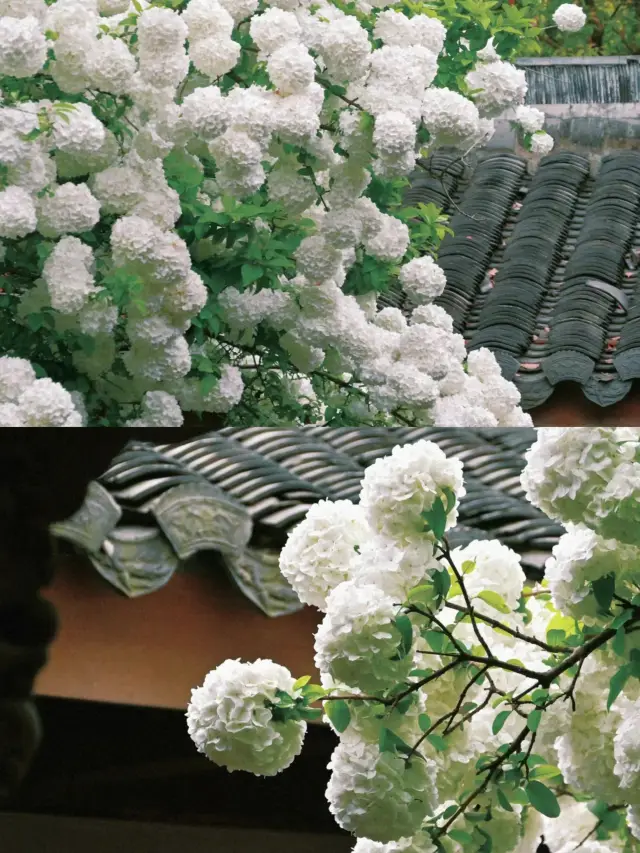 In April, one encounters the hydrangeas of Xishi's hometown in Zhuji