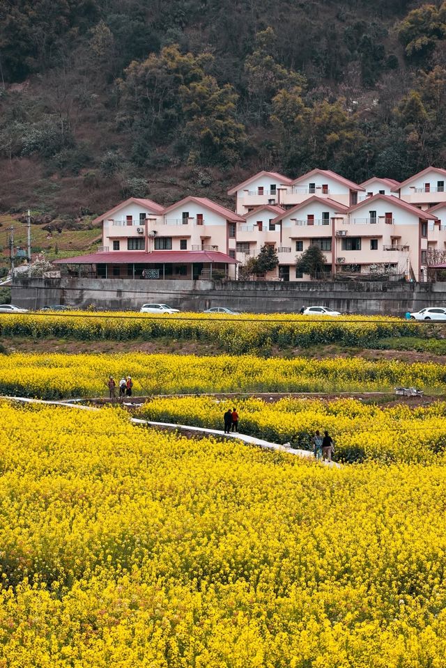 春遊記：新合村油菜花是春天最美畫卷