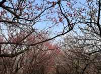 十里梅花香雪海🌸快來蘇州香雪海解鎖滿園「梅」好時光！！