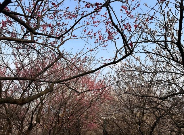 十里梅花香雪海🌸快來蘇州香雪海解鎖滿園「梅」好時光！！