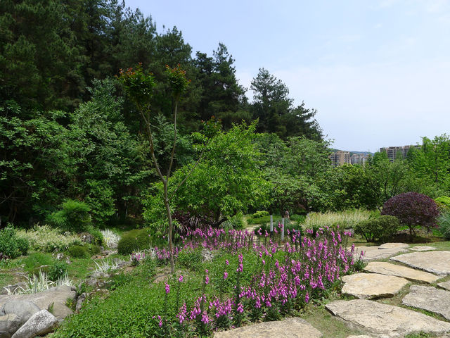 鮮花山谷——登高雲山·雲谷花境