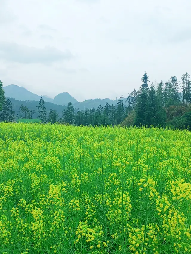 菜の花の季節はもう終わりに近づいていますが、春の色の中で最も明るい色を放っています