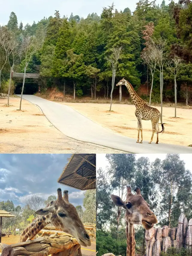 「アフリカ」を横断して昆明に来た