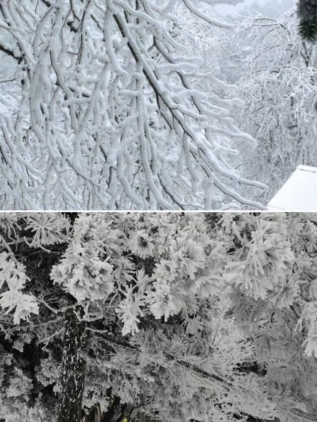 探索冬日仙鏡!“江西廬山”被譽為“南方賞雪天花板” 探索冬日仙鏡!“江西廬山”被譽為“南方賞雪天花板”