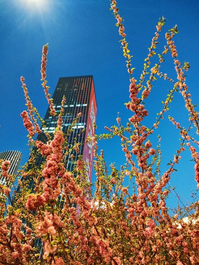 Spring Breeze in Tianjin 