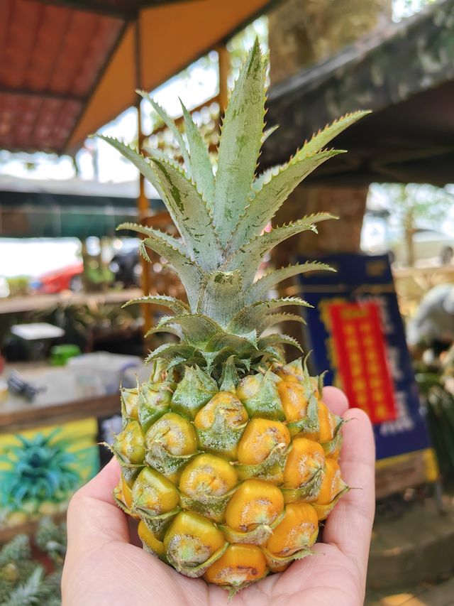 玩轉湛江｜菠蘿的海