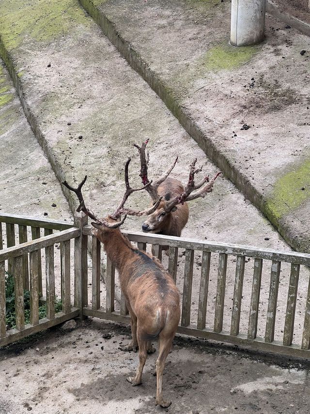 貴陽森林野生動物園一日遊