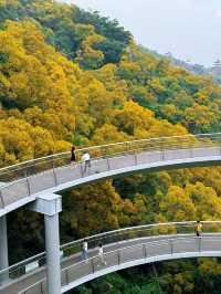 廈門健康步道林海線-五月必看的相思樹花海