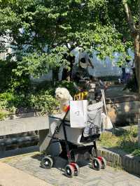 蘇州昆山一不小心仿若踏入了“真江南”