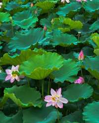 不僅有荔灣湖，廣州螺湧公園的荷花也開啦