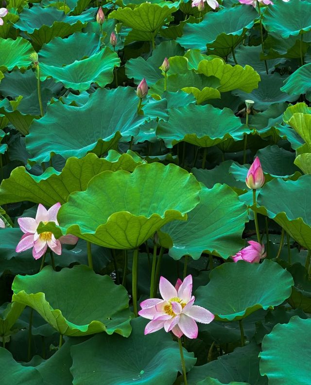 不僅有荔灣湖，廣州螺湧公園的荷花也開啦
